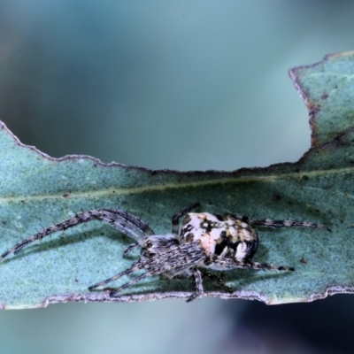 Plebs eburnus (Eastern bush orb-weaver) at Moncrieff, ACT - 17 Apr 2022 by smithga