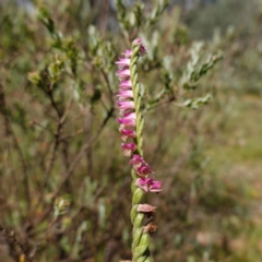 Spiranthes australis (Austral Ladies Tresses) at QPRC LGA - 27 Mar 2024 by RobG1