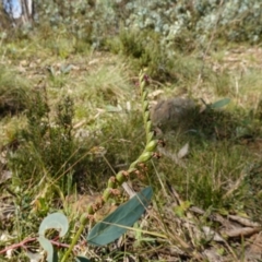 Spiranthes australis at QPRC LGA - suppressed