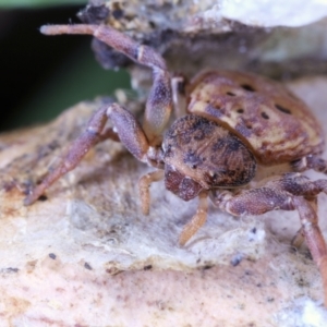 Cymbacha sp (genus) at Moncrieff, ACT - 27 May 2022