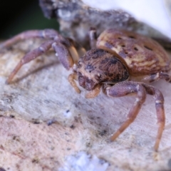 Cymbacha sp (genus) at Moncrieff, ACT - 27 May 2022