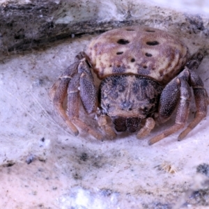 Cymbacha sp (genus) at Moncrieff, ACT - 27 May 2022