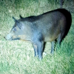 Sus scrofa (Pig (feral)) at Lions Youth Haven - Westwood Farm A.C.T. - 25 Mar 2024 by HelenCross
