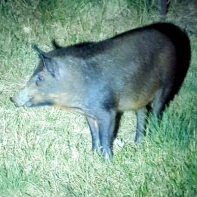 Sus scrofa (Pig (feral)) at Lions Youth Haven - Westwood Farm A.C.T. - 25 Mar 2024 by HelenCross