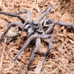 Tasmanicosa sp. (genus) (Tasmanicosa wolf spider) at Moncrieff, ACT - 9 Apr 2022 by smithga