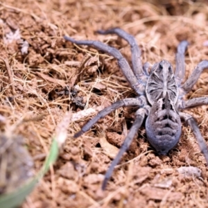 Tasmanicosa sp. (genus) at Moncrieff, ACT - 9 Apr 2022