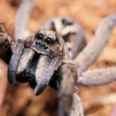 Tasmanicosa sp. (genus) at Moncrieff, ACT - 9 Apr 2022