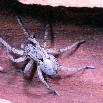 Miturgidae (family) (False wolf spider) at Moncrieff, ACT - 6 Jun 2022 by smithga