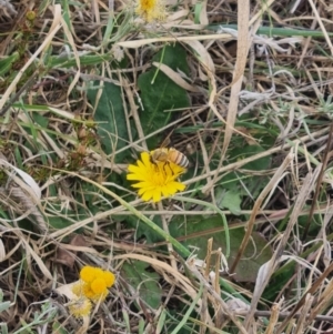 Apis mellifera at Crace Grassland (CR_2) - 23 Mar 2024