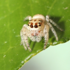 Opisthoncus grassator (Jumping spider) at Moncrieff, ACT - 27 Mar 2024 by smithga