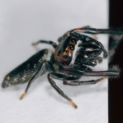 Unidentified Jumping or peacock spider (Salticidae) at Moncrieff, ACT - 4 Jan 2024 by smithga