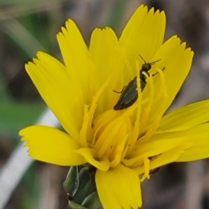 Dasytinae (subfamily) at Crace Grassland (CR_2) - 23 Mar 2024