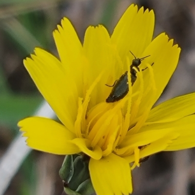 Dasytinae (subfamily) (Soft-winged flower beetle) at Crace Grassland (CR_2) - 23 Mar 2024 by MiaThurgate