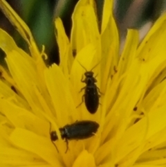 Dasytinae (subfamily) at Crace Grassland (CR_2) - 23 Mar 2024