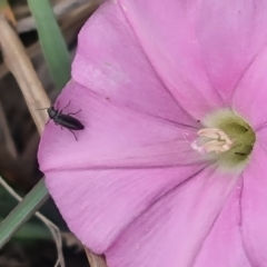 Dasytinae (subfamily) at Crace Grassland (CR_2) - 23 Mar 2024