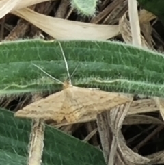 Scopula rubraria (Reddish Wave, Plantain Moth) at Crace Grassland (CR_2) - 23 Mar 2024 by MiaThurgate