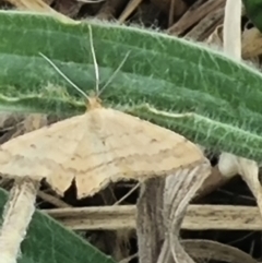 Scopula rubraria at Crace Grassland (CR_2) - 23 Mar 2024 01:11 PM