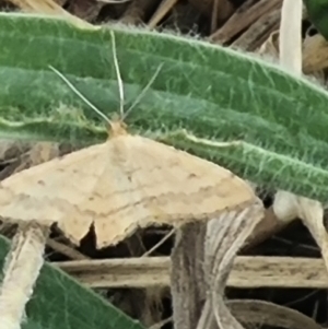 Scopula rubraria at Crace Grassland (CR_2) - 23 Mar 2024 01:11 PM