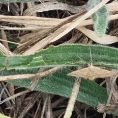 Scopula rubraria at Crace Grassland (CR_2) - 23 Mar 2024 01:11 PM