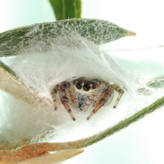 Opisthoncus grassator (Jumping spider) at Moncrieff, ACT - 28 Mar 2024 by smithga