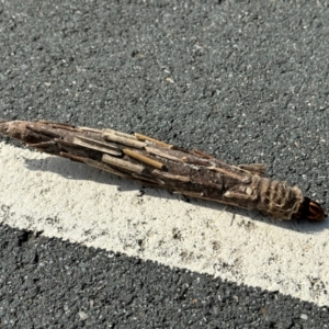 Metura elongatus at Ngunnawal, ACT - 1 Apr 2024 10:43 AM