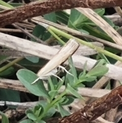 Hednota species near grammellus at Crace Grassland (CR_2) - 23 Mar 2024 12:49 PM