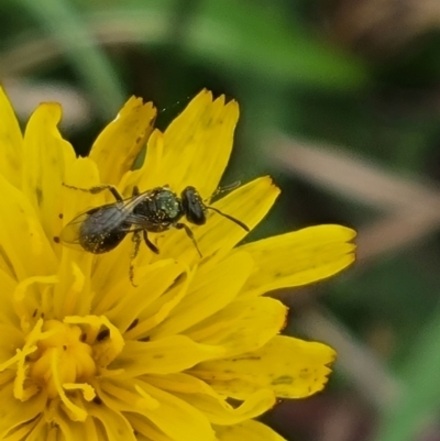 Lasioglossum (Homalictus) sphecodoides (Furrow Bee) at Crace Grassland (CR_2) - 23 Mar 2024 by MiaThurgate