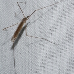 Unidentified Crane fly, midge, mosquito or gnat (several families) at Freshwater Creek, VIC - 11 Feb 2024 by WendyEM