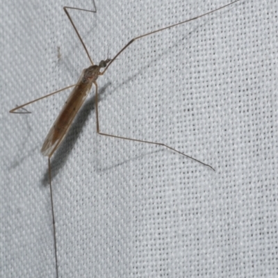 Unidentified Crane fly, midge, mosquito or gnat (several families) at Freshwater Creek, VIC - 11 Feb 2024 by WendyEM