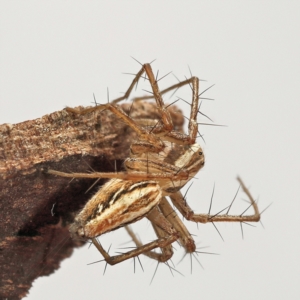 Oxyopes elegans at Amaroo, ACT - 28 Jan 2024