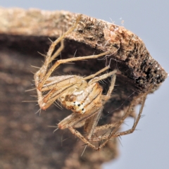 Oxyopes elegans at Amaroo, ACT - 28 Jan 2024