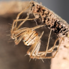 Oxyopes elegans at Amaroo, ACT - 28 Jan 2024