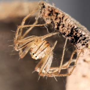 Oxyopes elegans at Amaroo, ACT - 28 Jan 2024