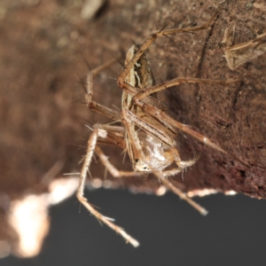 Oxyopes elegans at Amaroo, ACT - 28 Jan 2024