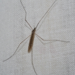 Unidentified Crane fly, midge, mosquito or gnat (several families) at Freshwater Creek, VIC - 11 Feb 2024 by WendyEM