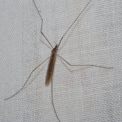 Tipulidae or Limoniidae (family) at Freshwater Creek, VIC - 11 Feb 2024 by WendyEM