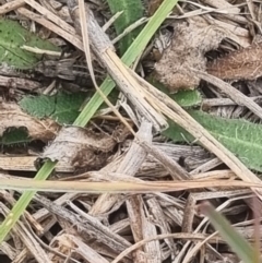 Unverified Weevil (Curculionoidea) at Crace Grassland (CR_2) - 23 Mar 2024 by MiaThurgate