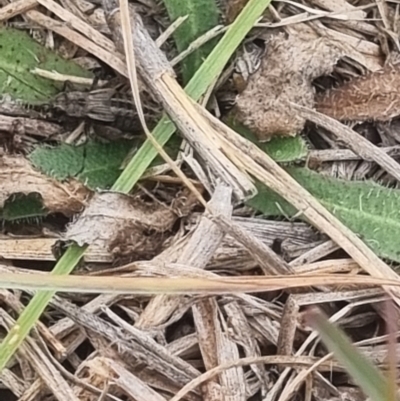 Unverified Weevil (Curculionoidea) at Crace Grassland (CR_2) - 23 Mar 2024 by MiaThurgate