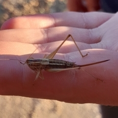 Conocephalus semivittatus (Meadow katydid) at Namadgi National Park - 31 Mar 2024 by VanceLawrence