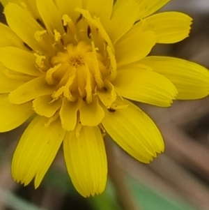 Thysanoptera (order) at Crace Grassland (CR_2) - 23 Mar 2024