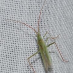 Unidentified Other true bug at Freshwater Creek, VIC - 11 Feb 2024 by WendyEM