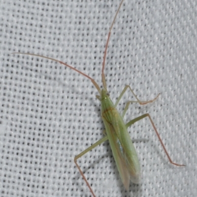 Heteroptera (order) at Freshwater Creek, VIC - 12 Feb 2024 by WendyEM