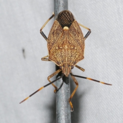 Poecilometis strigatus (Gum Tree Shield Bug) at Freshwater Creek, VIC - 11 Feb 2024 by WendyEM