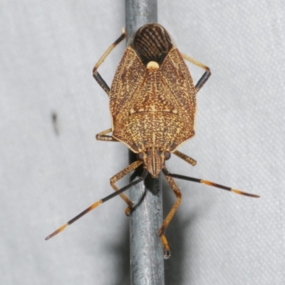 Poecilometis strigatus (Gum Tree Shield Bug) at Freshwater Creek, VIC - 12 Feb 2024 by WendyEM