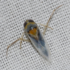 Notonectidae (family) (Backswimmer) at Freshwater Creek, VIC - 12 Feb 2024 by WendyEM