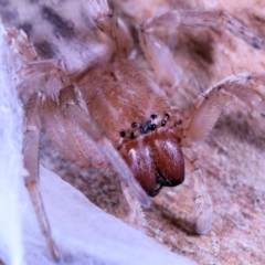 Clubiona sp. (genus) at Moncrieff, ACT - 7 Jun 2022 by smithga