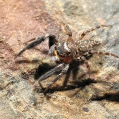 Unverified Jumping or peacock spider (Salticidae) at Moncrieff, ACT - 2 Apr 2023 by smithga