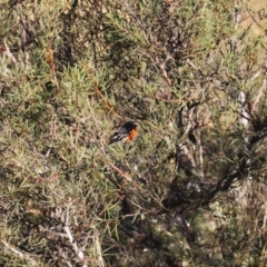 Petroica phoenicea (Flame Robin) at Namadgi National Park - 31 Mar 2024 by VanceLawrence