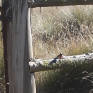 Petroica phoenicea at Namadgi National Park - 1 Apr 2024