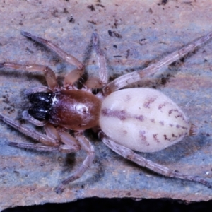 Clubiona sp. (genus) at Moncrieff, ACT - 6 Jun 2022